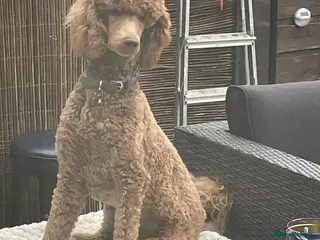 Standard Poodle dogs Standard Poodle for Stud - Advert 5