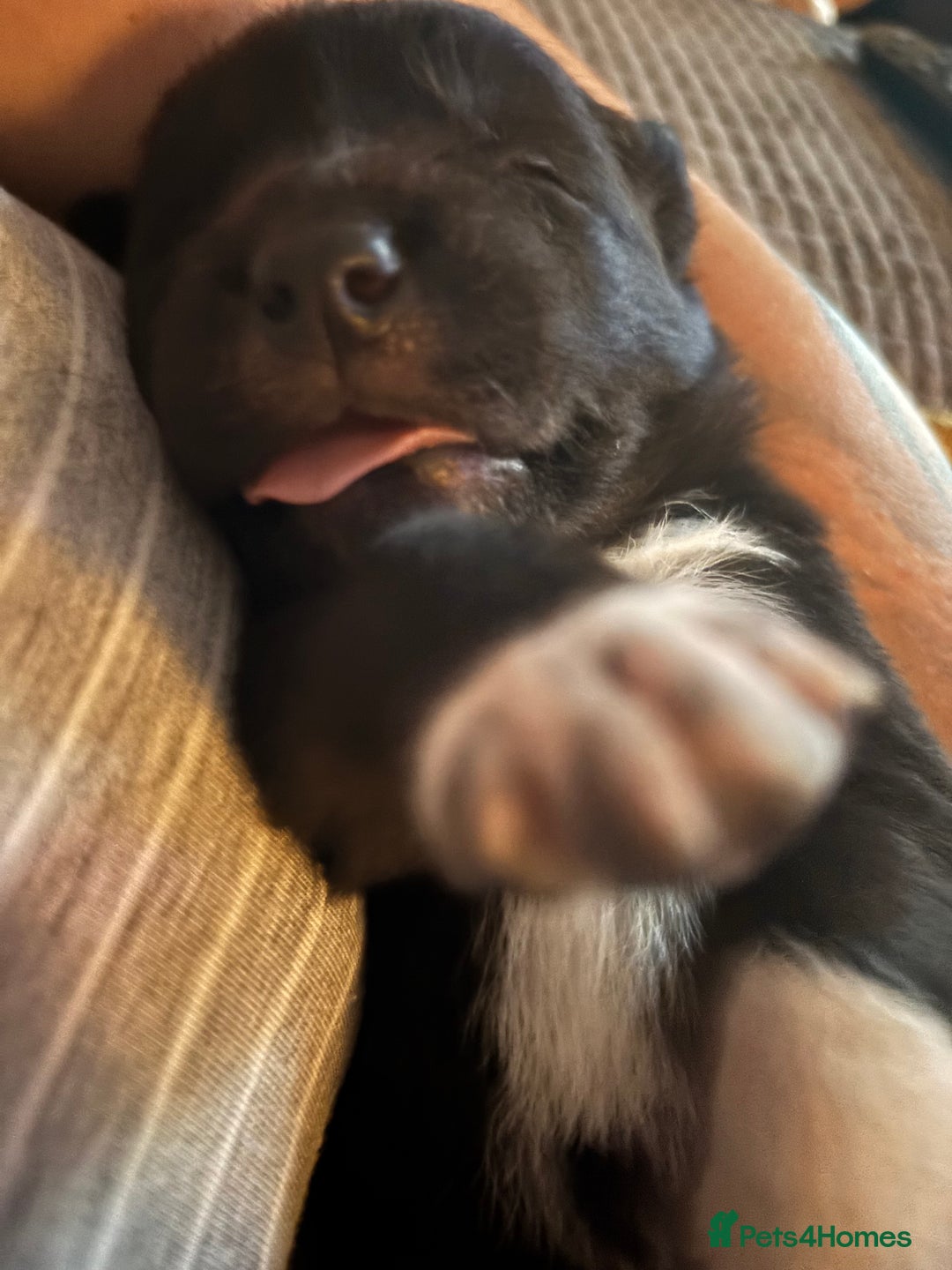 Border Collie dogs for sale: 3 beautiful female pups remaining - Image 5