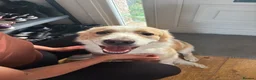 Mixed Breed dogs for sale: Mixed breed puppy  - Advert 1