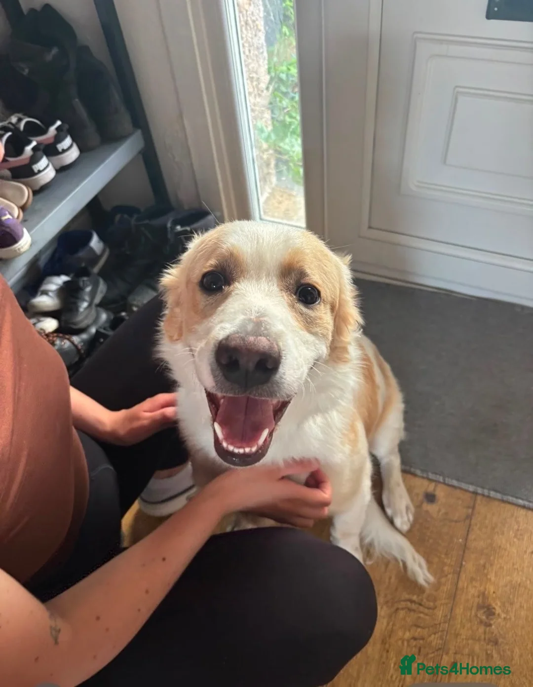 Mixed Breed dogs for sale: Mixed breed puppy  - Advert 1