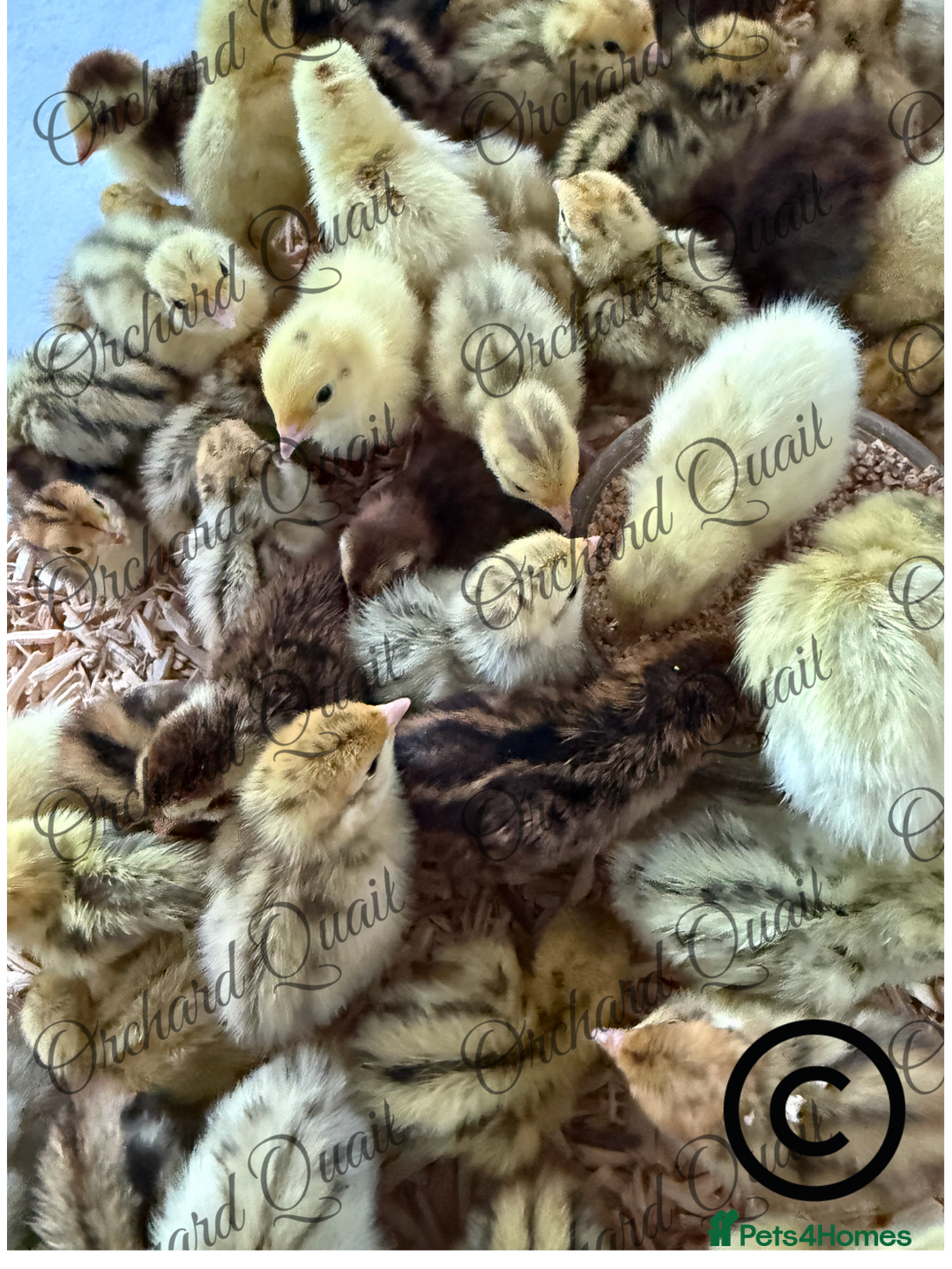 Quail poultry for sale: Coturnix Quail chicks  - Advert 2