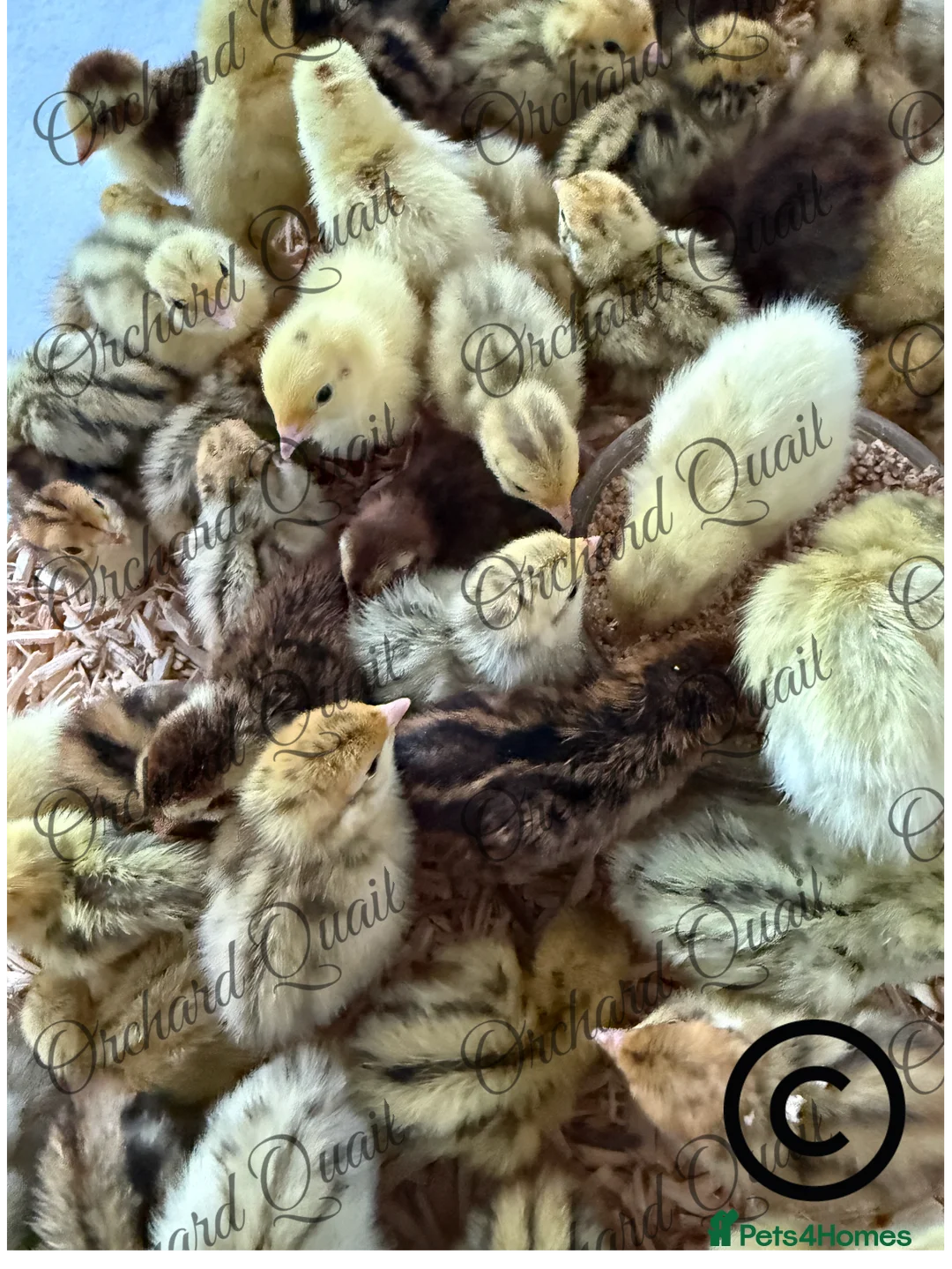 Quail poultry for sale: Coturnix Quail chicks  - Advert 2