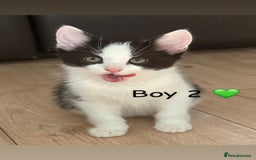 Mixed Breed cats for sale: Beautiful 9 week old kittens ready for new homes - Image 3
