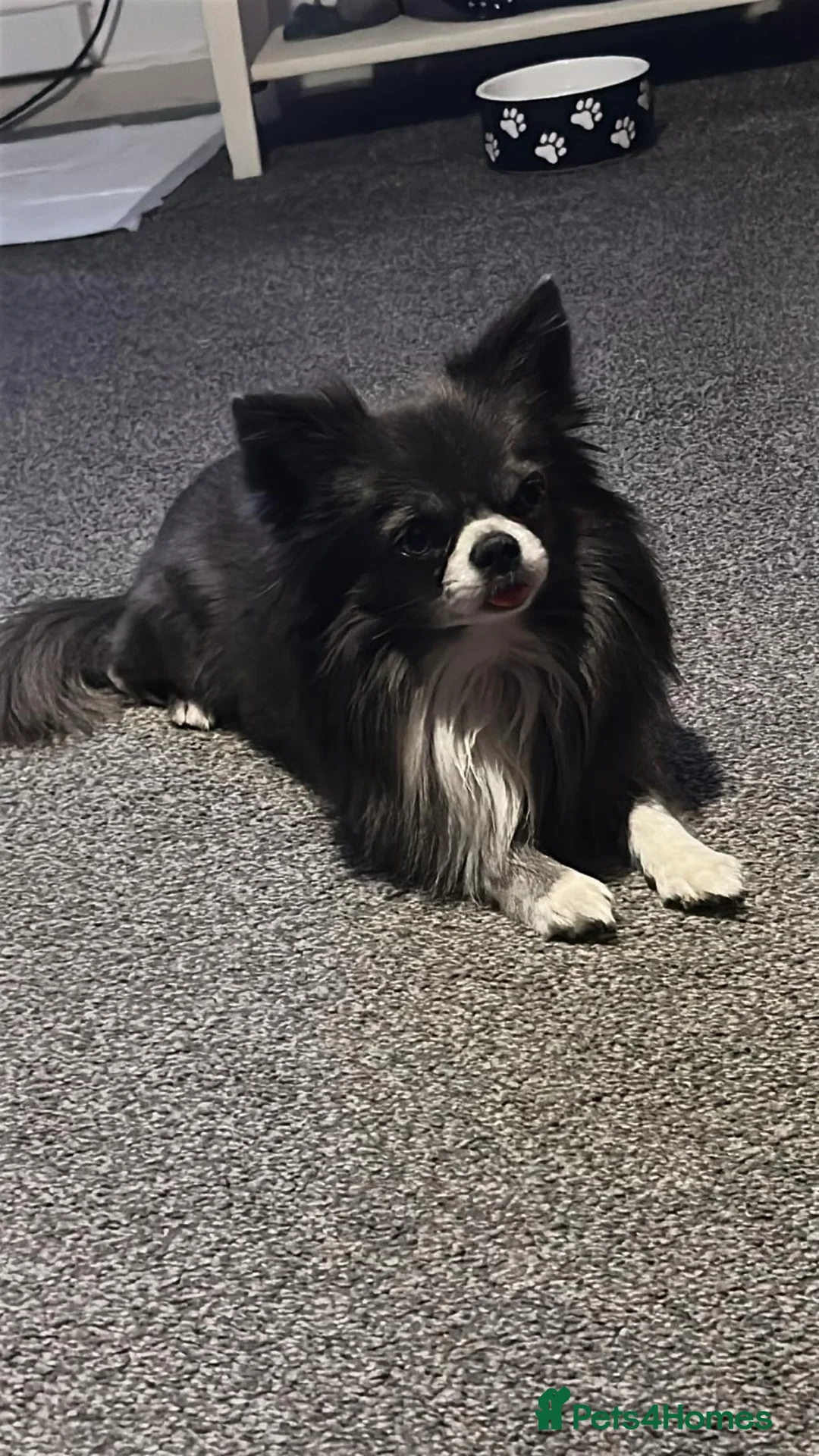 Chihuahua dogs for stud: Chihuahua  in Birmingham - Advert 14