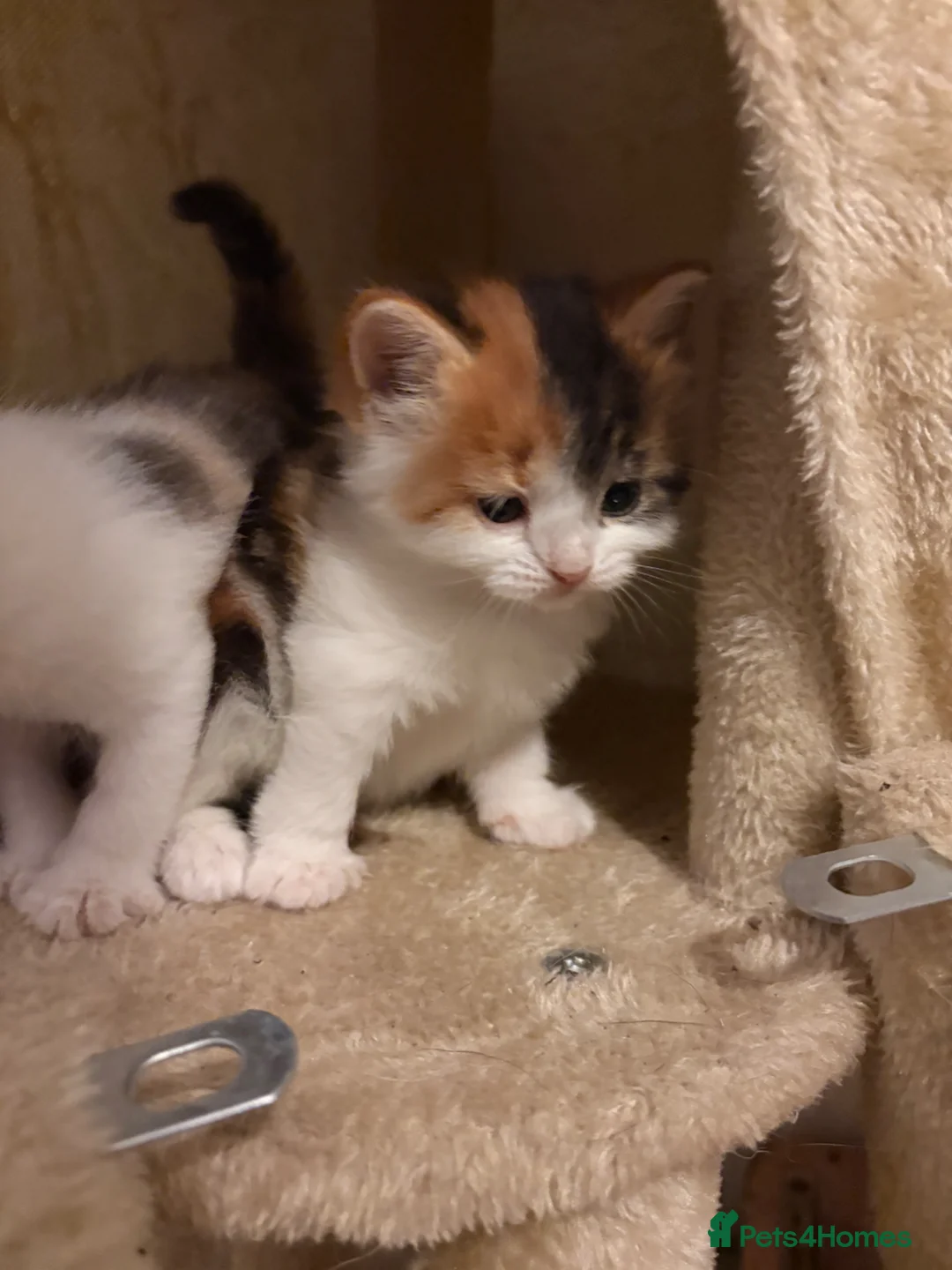 Mixed Breed cats for sale: Beautiful Female Calico Kitten in London - Advert 2
