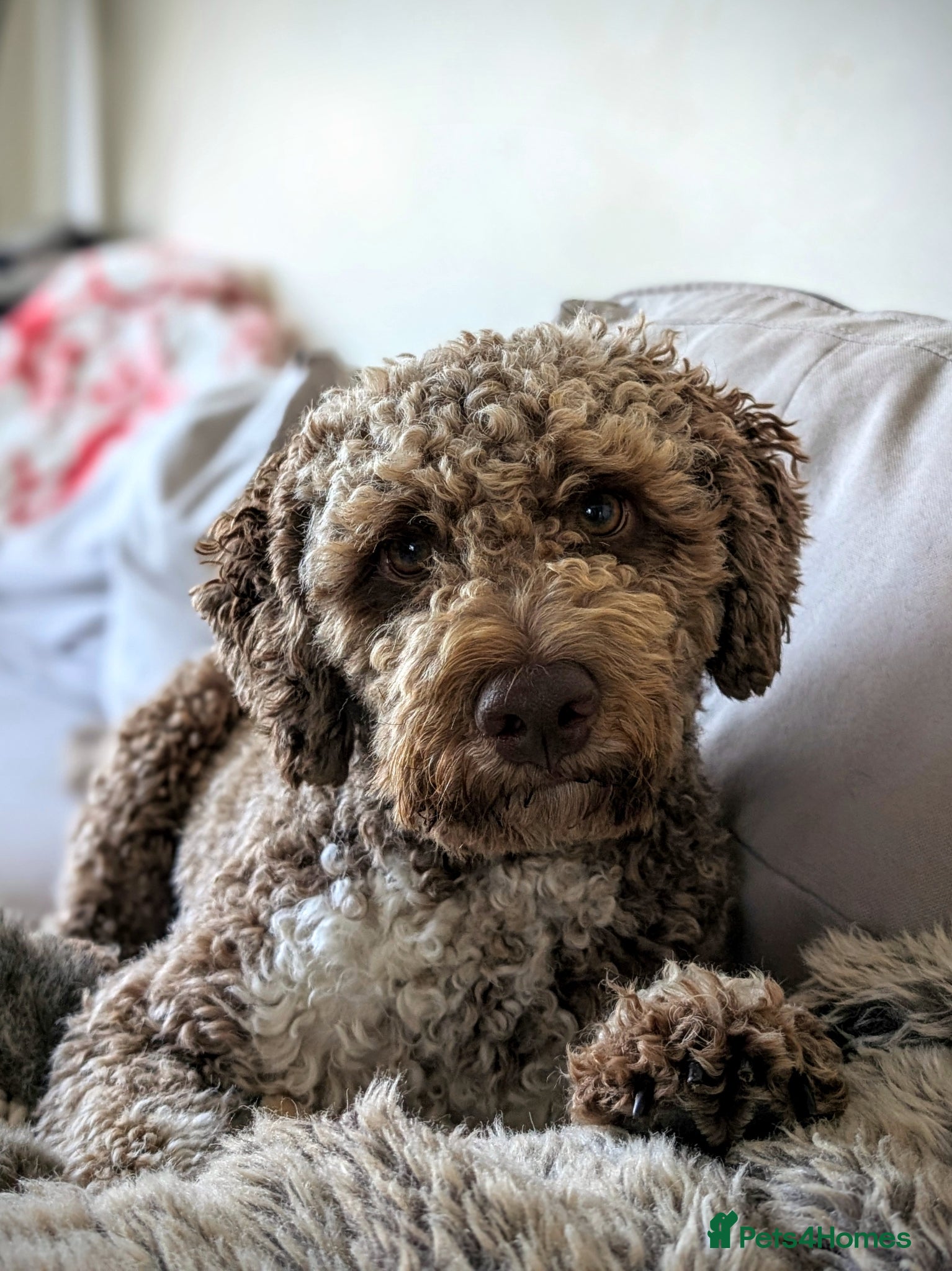 Lagotto Romagnolo dogs Meet Pesto - KC Lagotto at stud - Advert 12