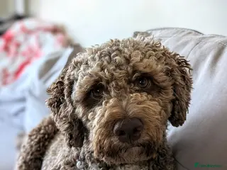 Lagotto Romagnolo dogs Meet Pesto - KC Lagotto at stud - Advert 12