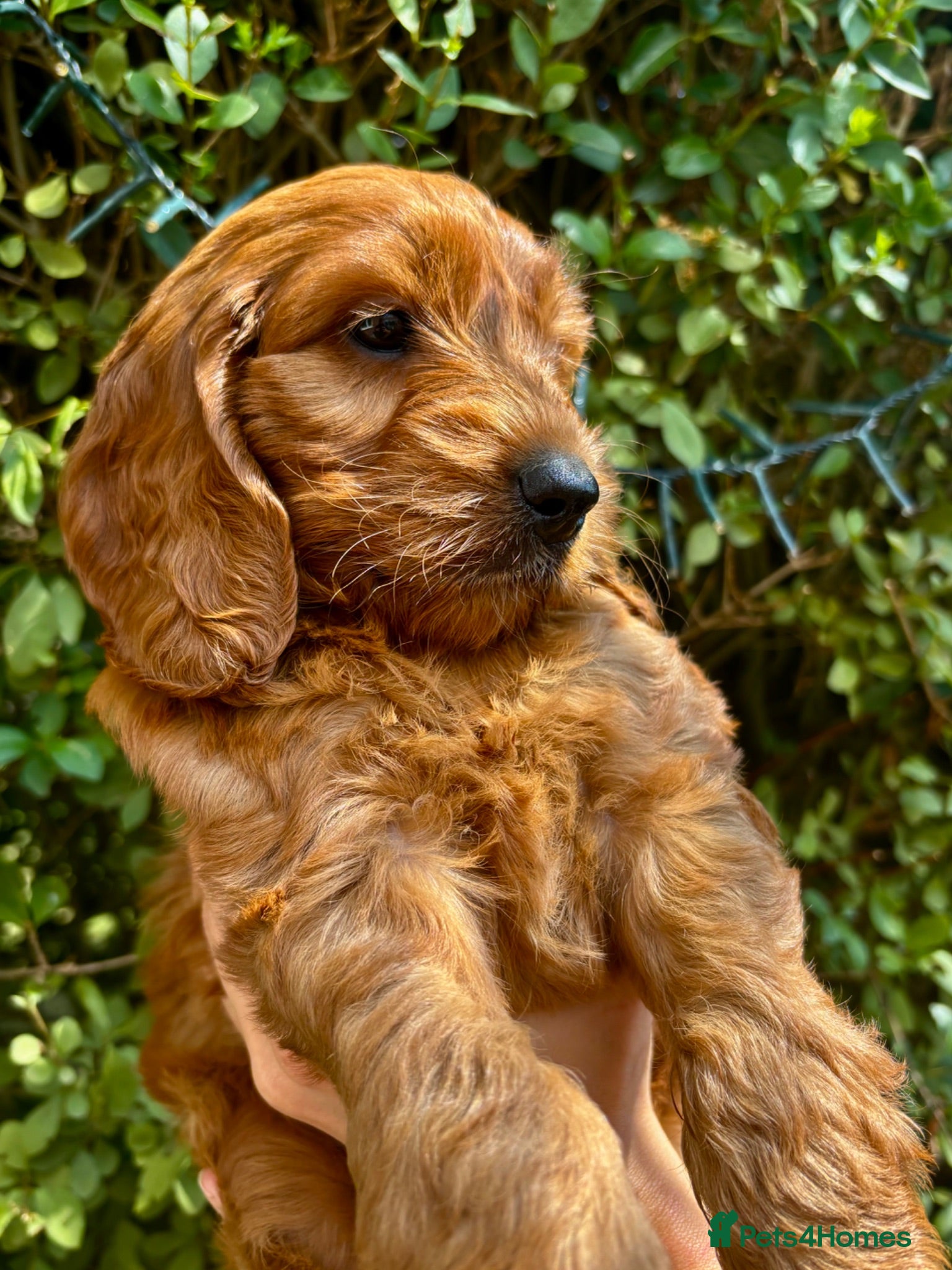 Cockapoo dogs F1 Cockapoos  - Advert 2