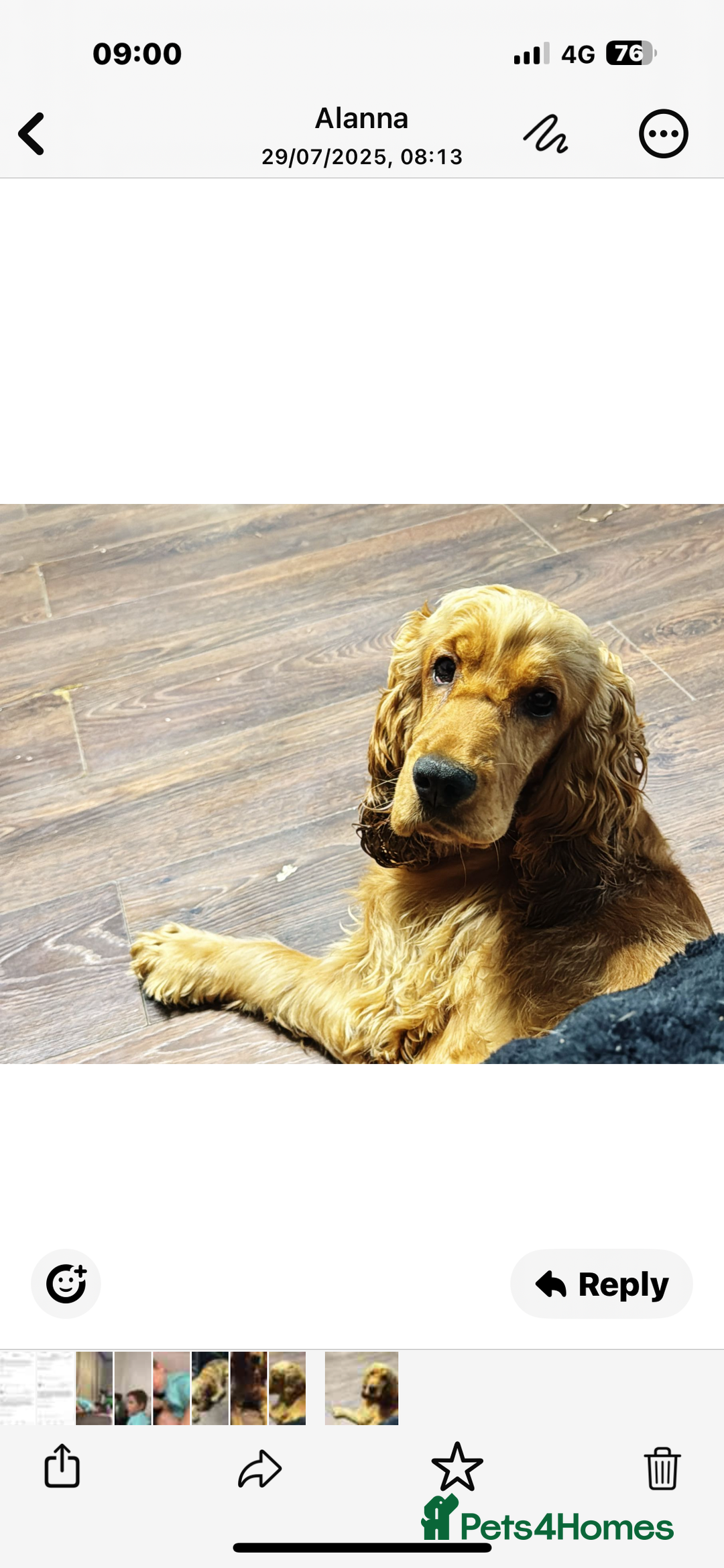 Cocker Spaniel dogs for sale: Beautiful Summer - Image 3