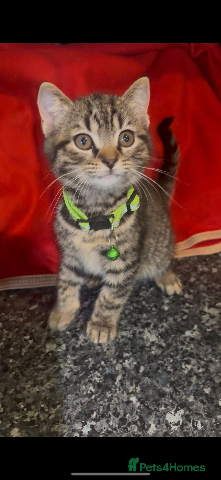 Mixed Breed cats 5 beautiful little mixed breed kittens - Advert 1