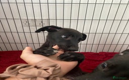 Mixed Breed dogs for sale: Lurcher puppies  - Image 3