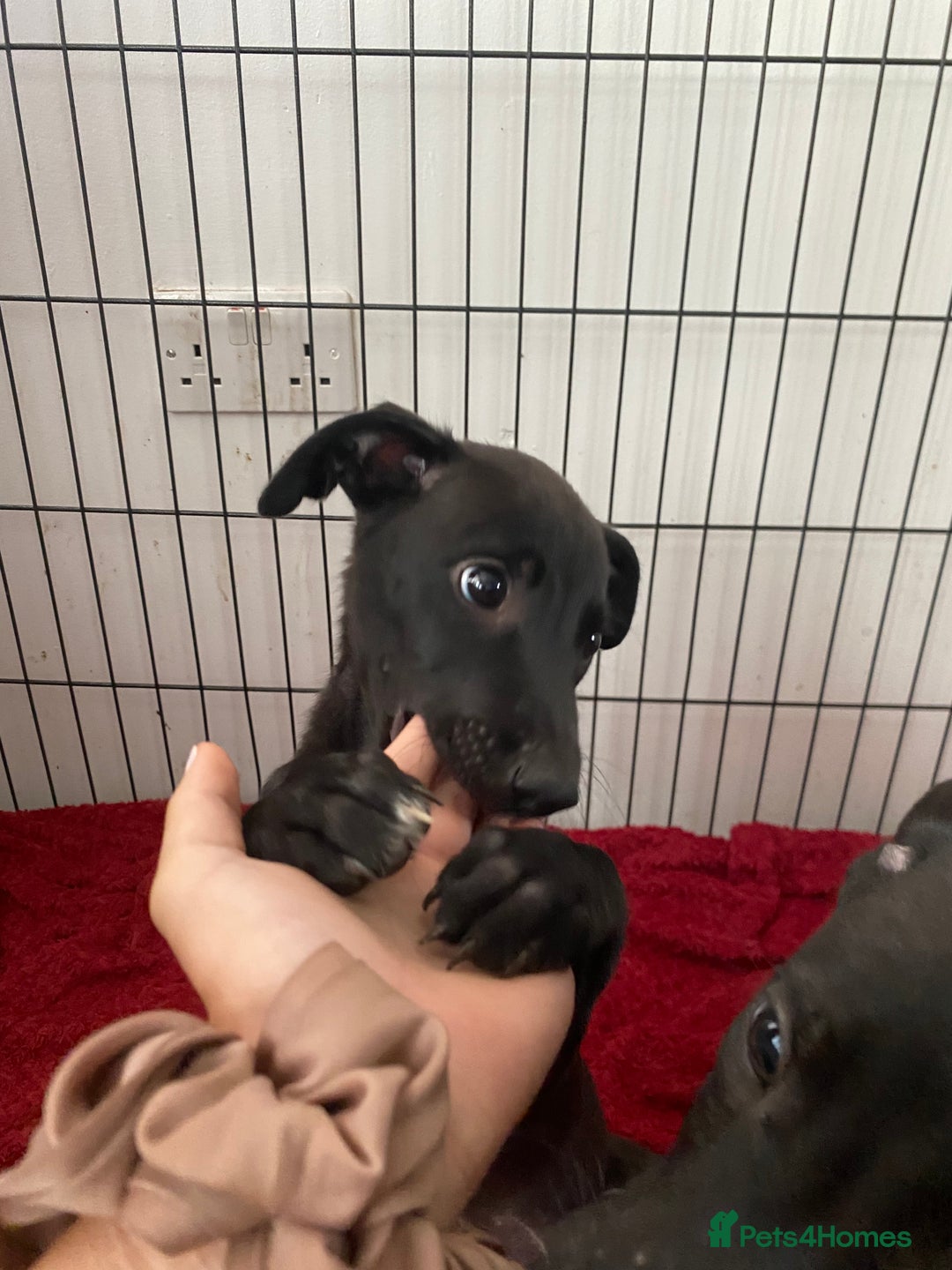Mixed Breed dogs for sale: Lurcher puppies  - Image 3