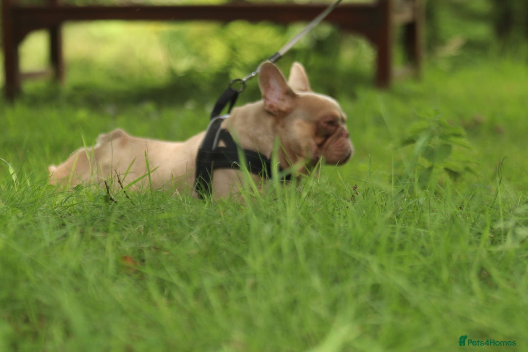French Bulldog dogs for stud: Small and compact New Shade Isabella  in Norwich - Advert 3