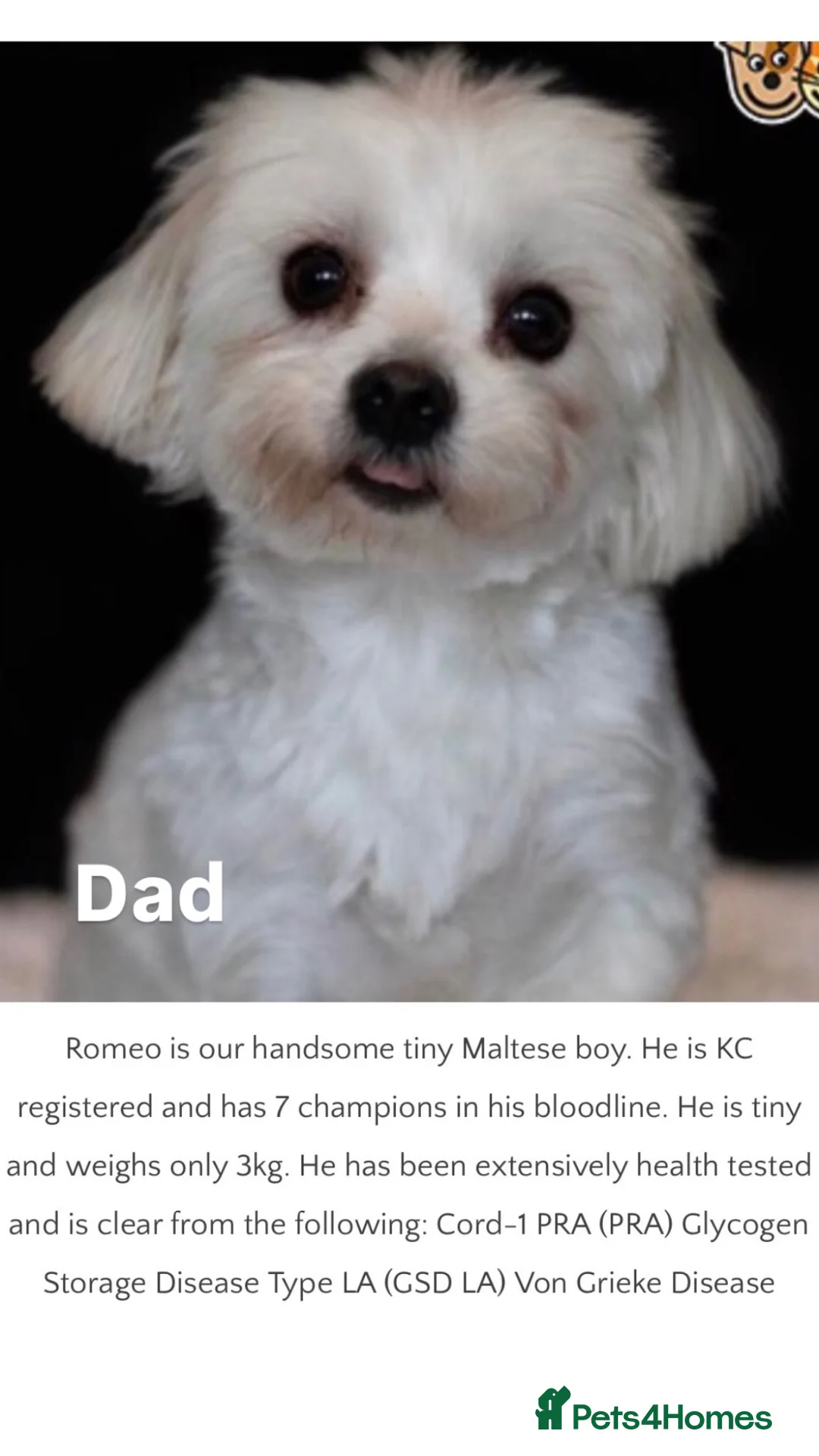 Maltipoo dogs for sale: F1 mini maltipoo puppies  - Advert 12