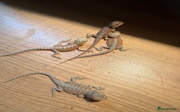 Bearded Dragon reptiles for sale: Bearded Dragon Babies - Image 6