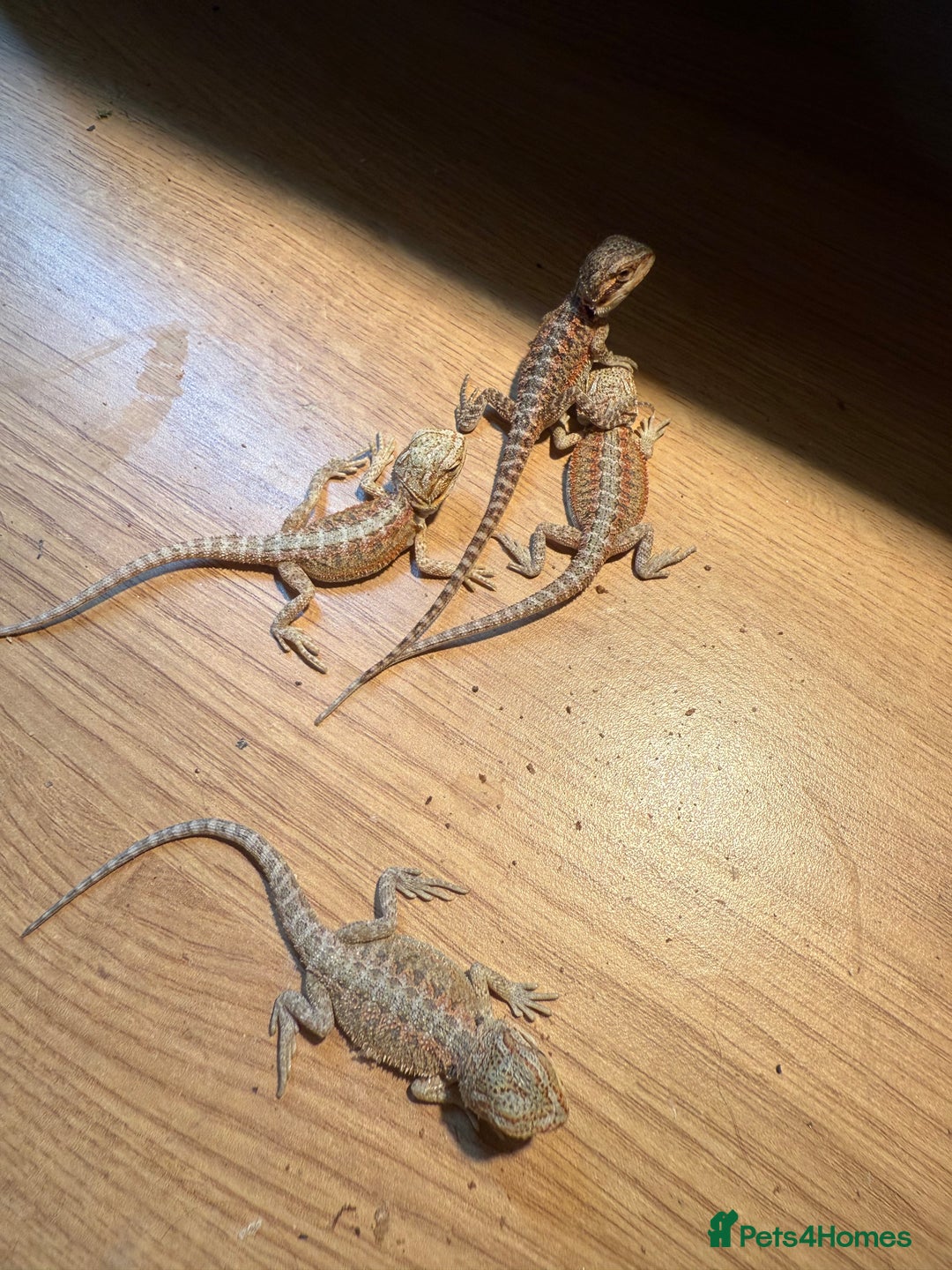 Bearded Dragon reptiles for sale: Bearded Dragon Babies - Image 6