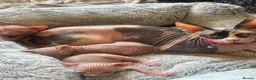Sphynx cats for sale: 2x Female Sphynx - Advert 1