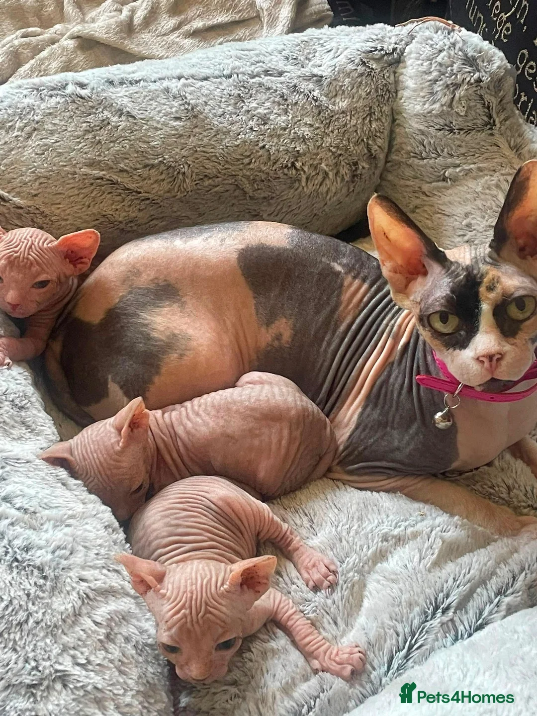 Sphynx cats for sale: 2x Female Sphynx - Advert 1