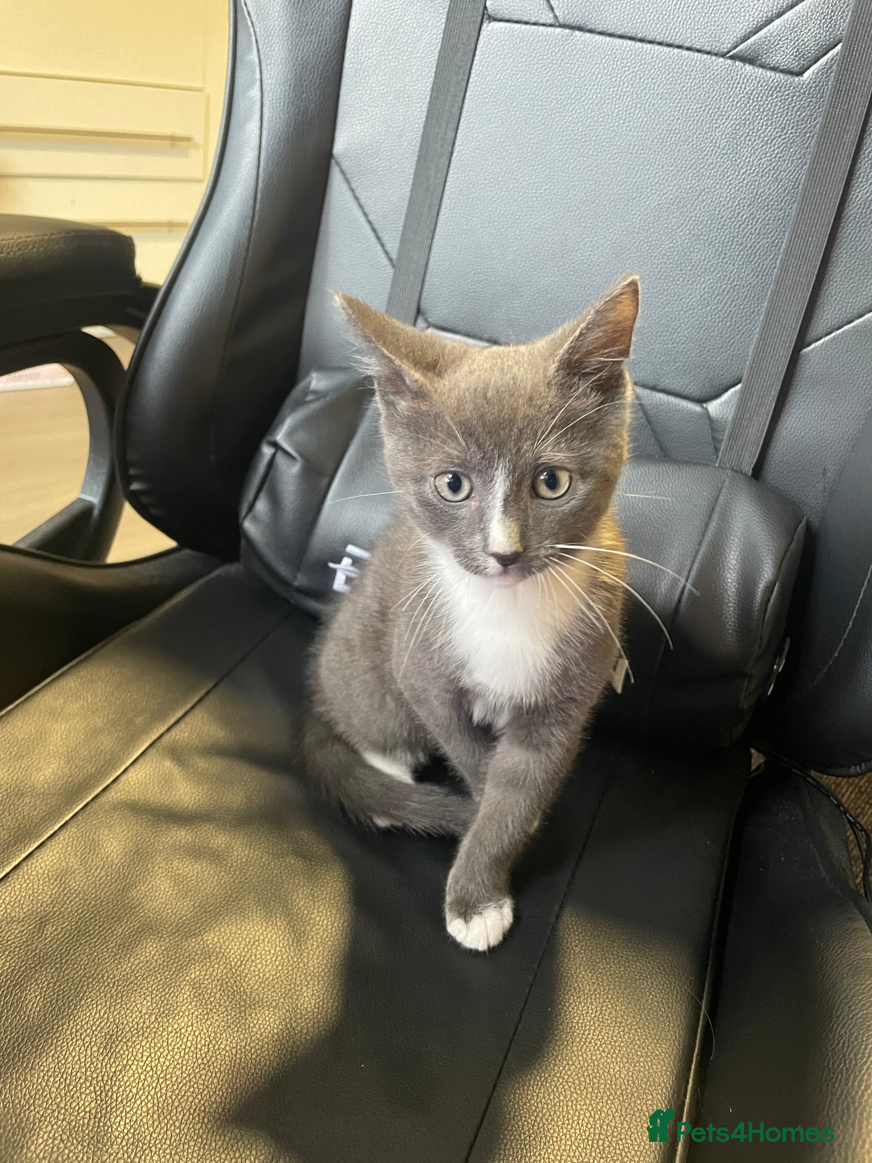 Mixed Breed cats 13wk old mixed breed kitten  - Advert 1