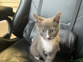 Mixed Breed cats 13wk old mixed breed kitten - Advert 1