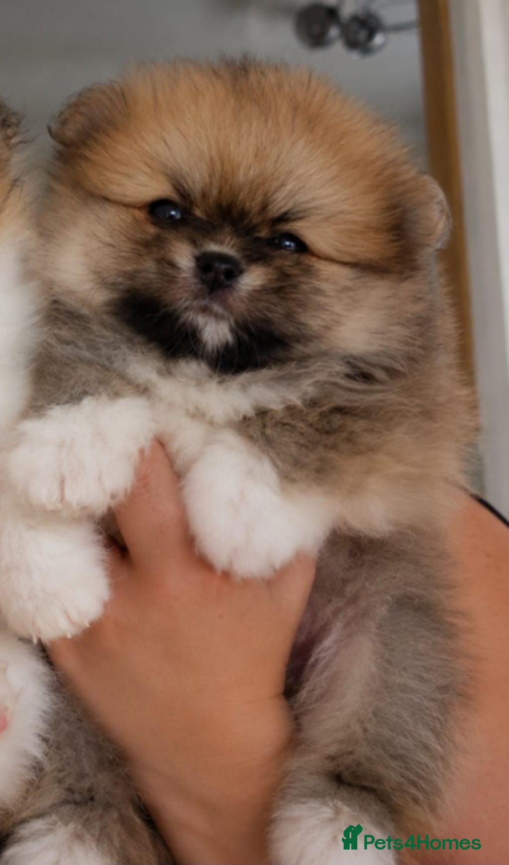 Pomeranian dogs Now only 3 teddy bears! 🐾 🐾 🐾  - Advert 2