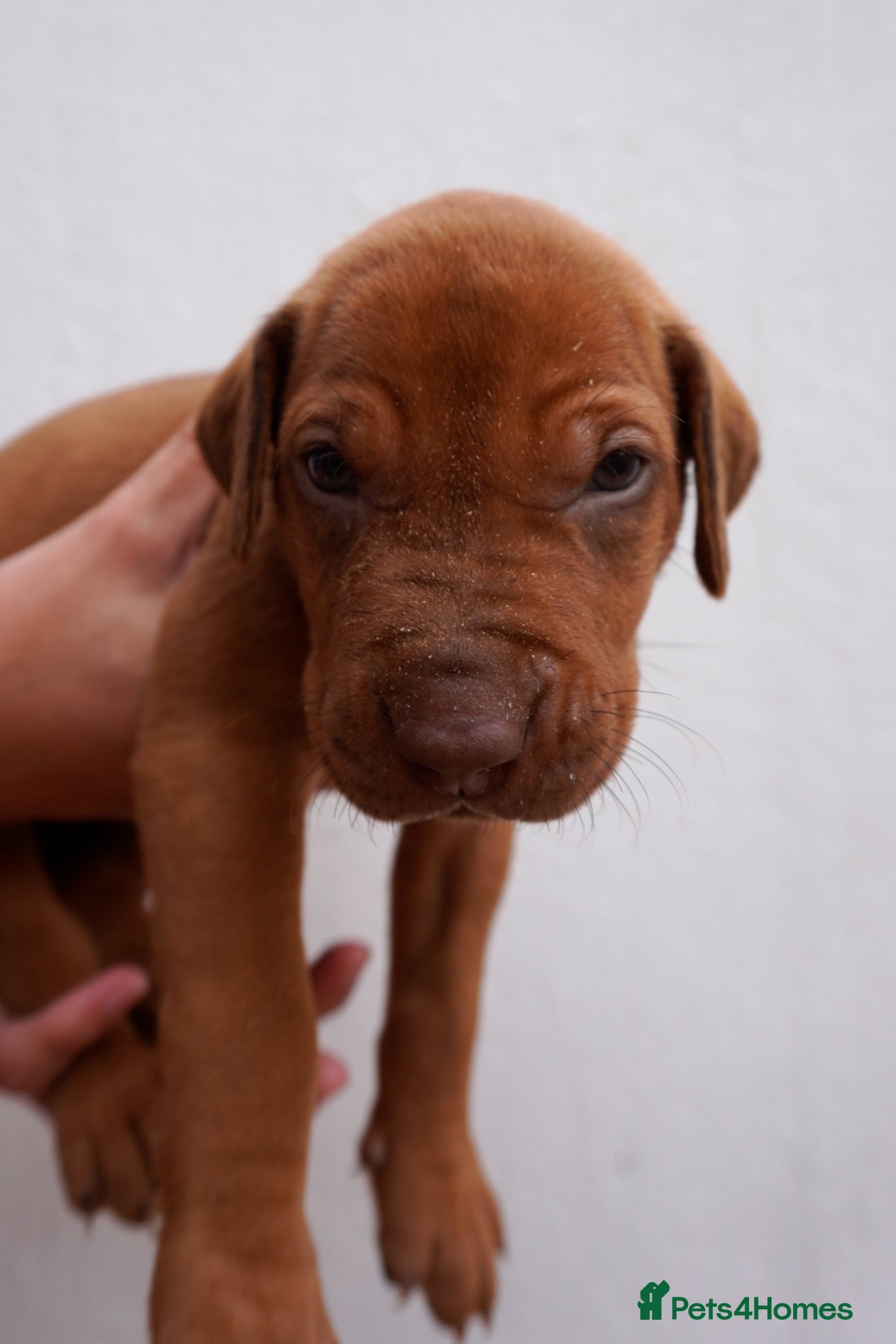 Rhodesian Ridgeback dogs for sale: Stunning litter of KC Rhodesian Ridgeback puppies in Ramsgate - Advert 16
