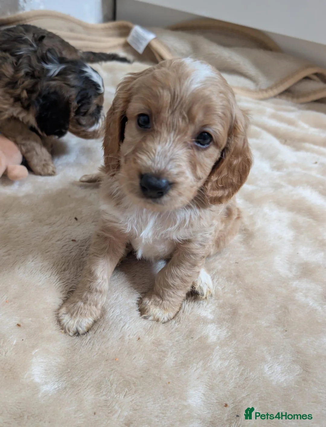 Cockapoo dogs for sale: Cockapoo Puppies - Advert 7