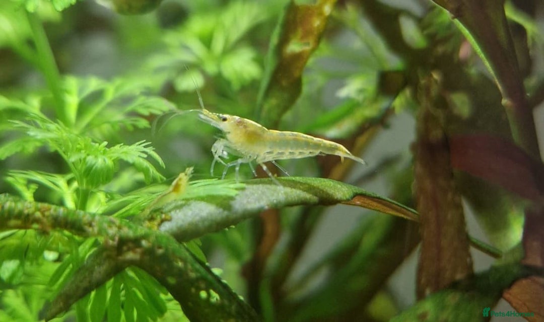 Shrimps fish for sale: 🔥RED, BLUE & YELLOW SHRIMP 🦐 + a free plant 🍃 - Image 10