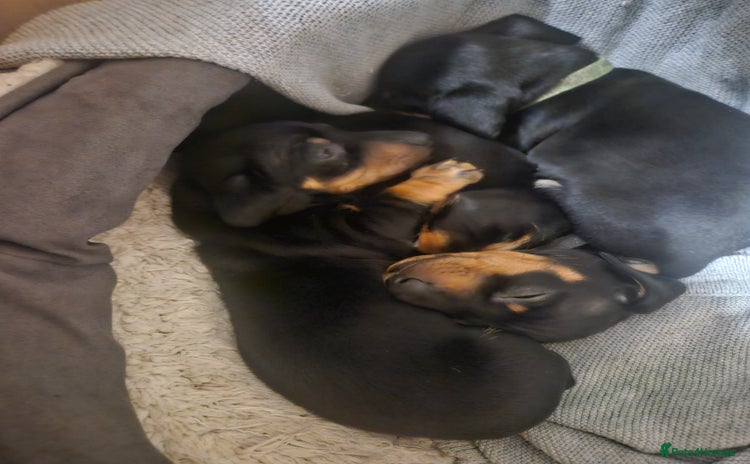 Miniature Dachshund dogs Miniature dachshund male puppies - Advert 13