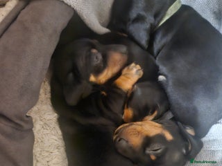 Miniature Dachshund dogs Miniature dachshund male puppies - Advert 10