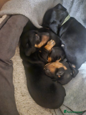 Miniature Dachshund dogs Miniature dachshund male puppies - Advert 13
