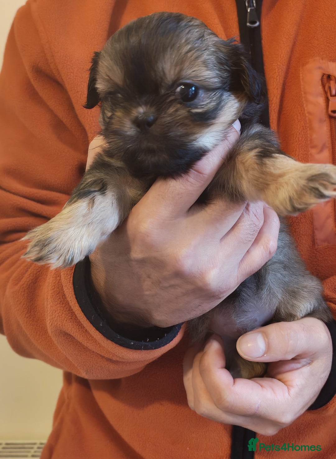 Shih Tzu dogs for sale: 6 Beautiful puppies - Advert 5