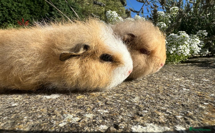 Guinea Pig rodents - Advert 5