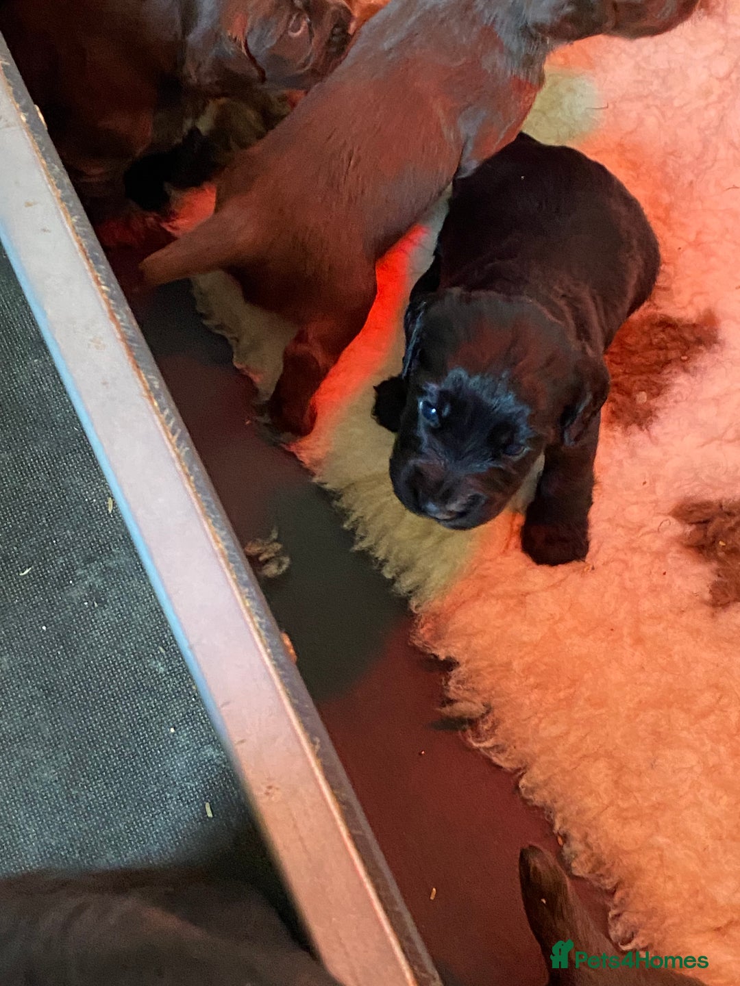 Cocker Spaniel dogs for sale: Litter of beautiful KC registered working cockers - Image 14