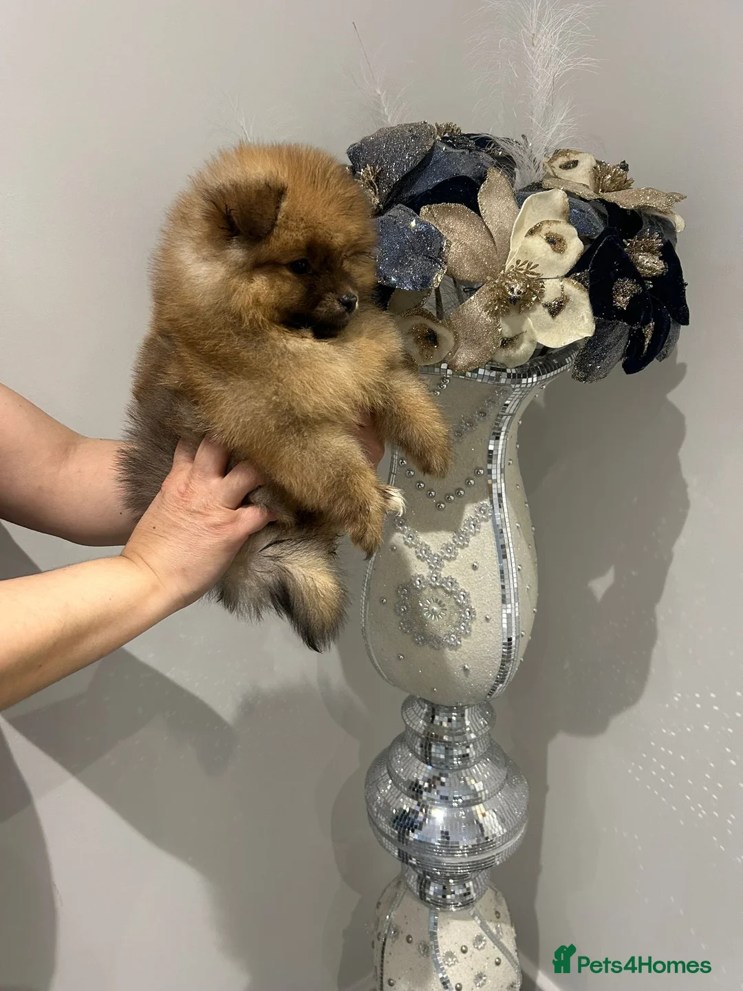 Pomeranian dogs for sale: 4 pomeranin girls and 2 pomeranian boys  - Advert 2