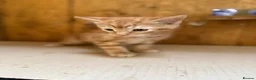 Mixed Breed cats for sale: Ginger kittens in Newtown - Advert 8