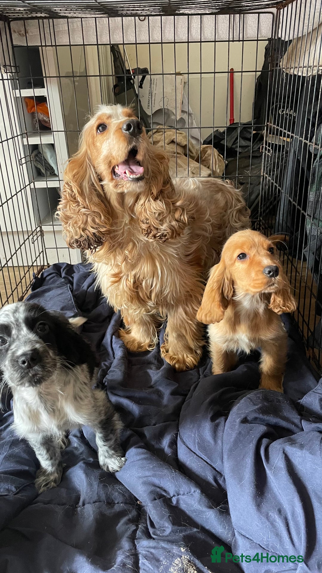 Cocker Spaniel dogs for sale: Gorgeous Golden Cocker Spaniel Puppy Boy - Image 2