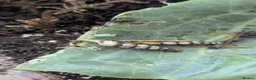 Snails invertebrates for sale: Unicorn Snails  - Advert 2