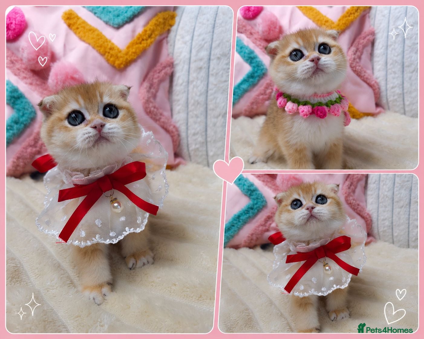 Scottish Fold cats ⭐️ Top Quality Scottish Fold Kittens ⭐️ - Advert 2