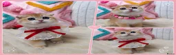 Scottish Fold cats for sale: ⭐️ Top Quality Scottish Fold Kittens ⭐️ - Advert 2