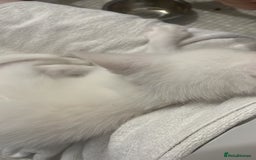 Domestic Shorthair cats for sale: Sweet boy Charlie - Image 12