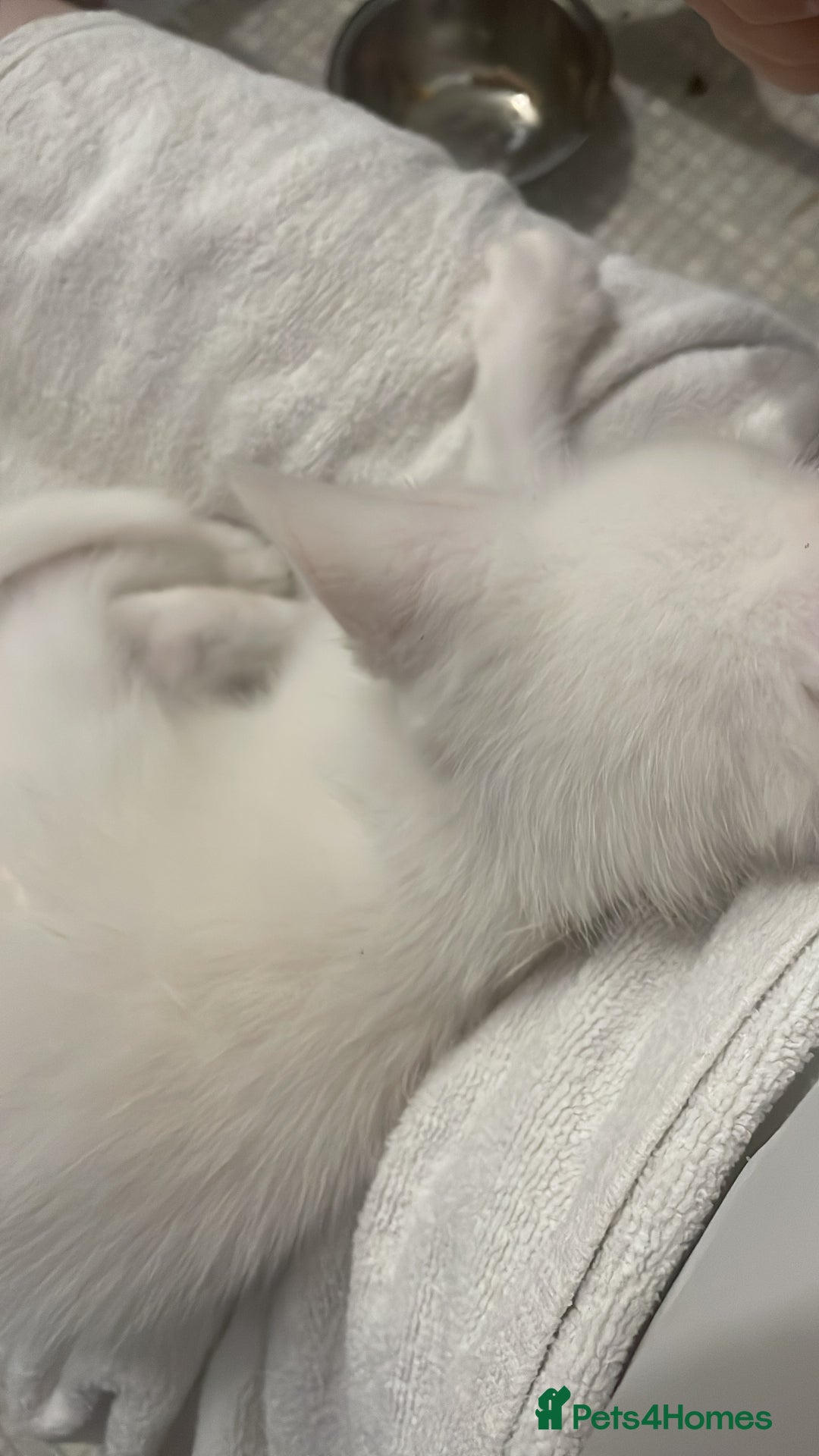 Domestic Shorthair cats for sale: Sweet boy Charlie - Image 12