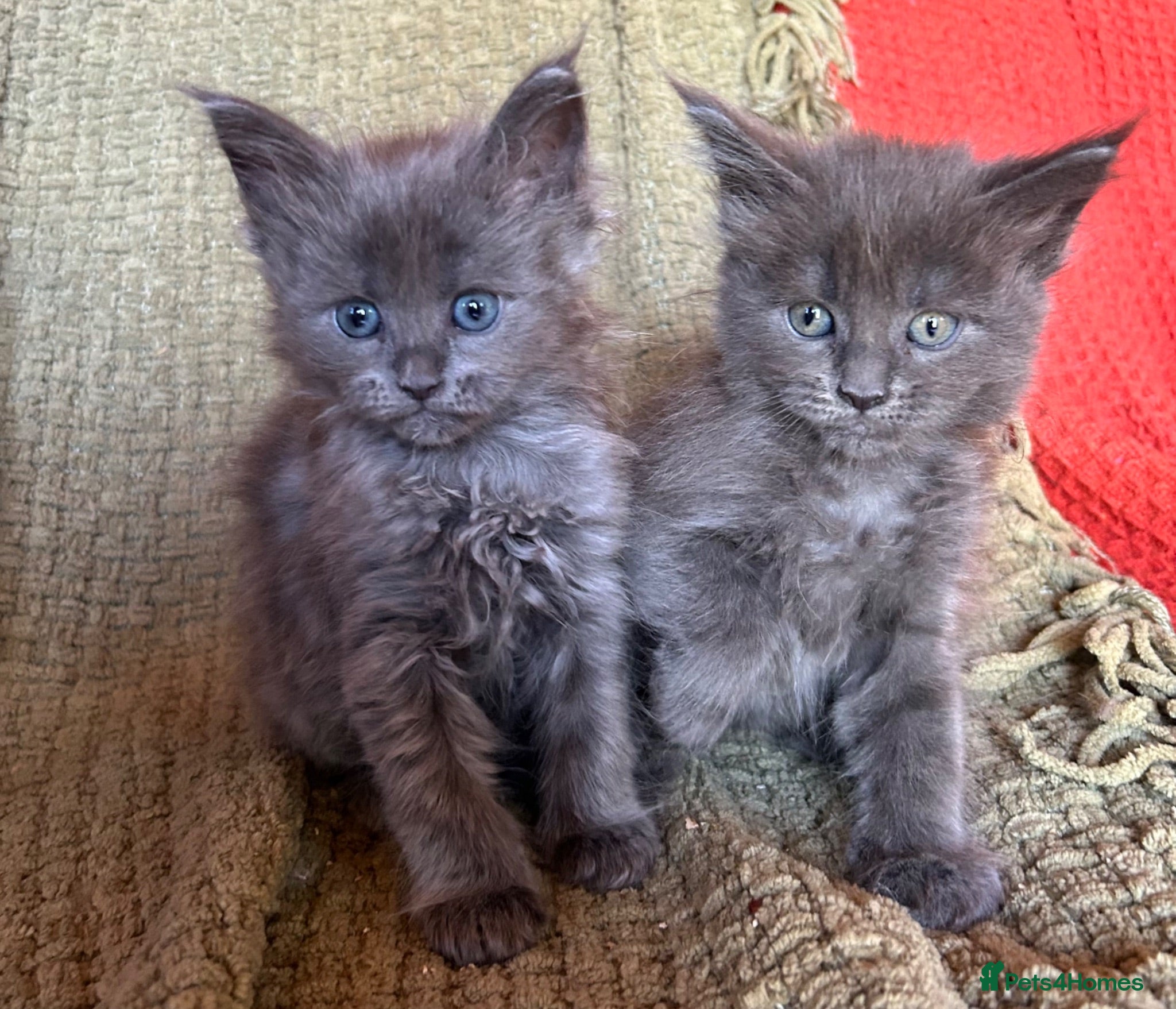 Maine Coon cats Fully Health Tested 100% Maine Coon babies  - Advert 1