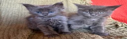 Maine Coon cats for sale: Fully Health Tested 100% Maine Coon babies  - Advert 1