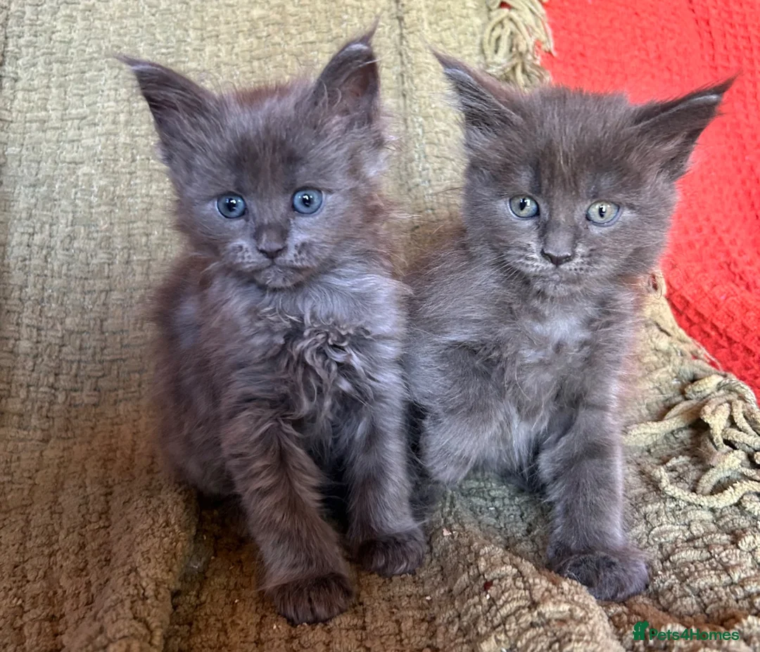 Maine Coon cats for sale: Fully Health Tested 100% Maine Coon babies  - Advert 1
