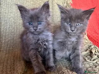 Maine Coon cats Fully Health Tested 100% Maine Coon babies - Advert 1