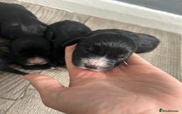 Cocker Spaniel dogs for sale: Cocker spaniel puppies  - Image 4