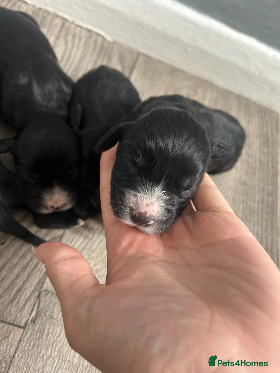 Cocker Spaniel dogs for sale: Cocker spaniel puppies  - Image 4