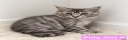 Maine Coon cats for sale: BEAUTIFUL MAINE COON KITTENS, POLY AND NON POLY  - Advert 4