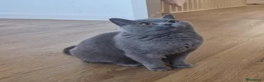 British Shorthair 1